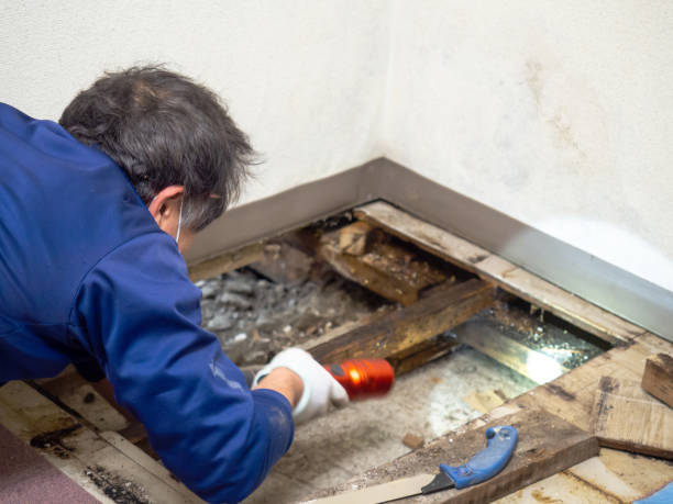 Best Mold Testing and Inspection Services in Pineville, LA