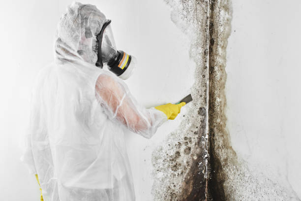 Best Insurance-Related Mold Remediation in Pineville, LA
