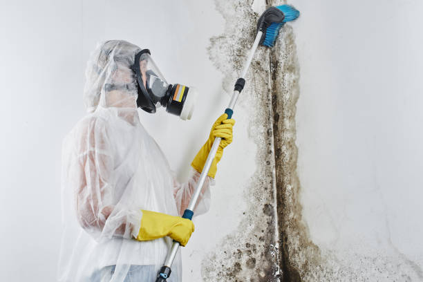 Best Industrial Mold Remediation in Pineville, LA