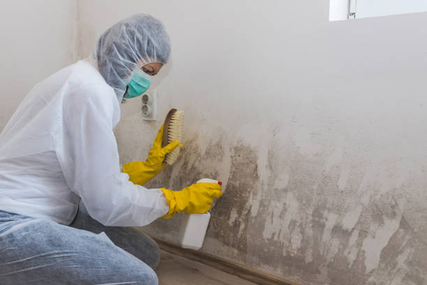Best Mold Remediation for Specific Building Types in Pineville, LA