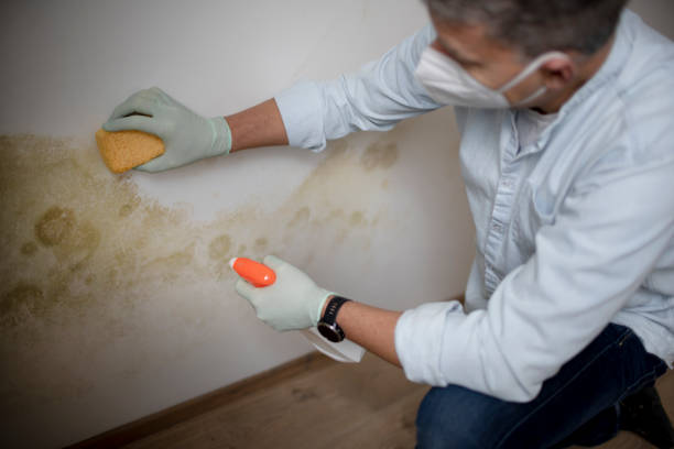 Best Emergency Mold Remediation in Pineville, LA