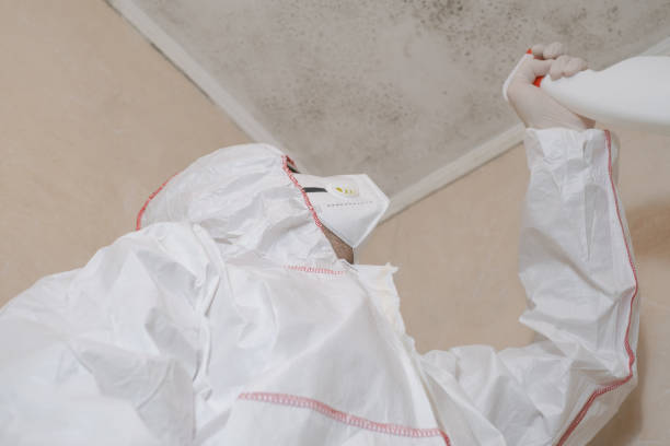 Best Basement Mold Remediation in Pineville, LA