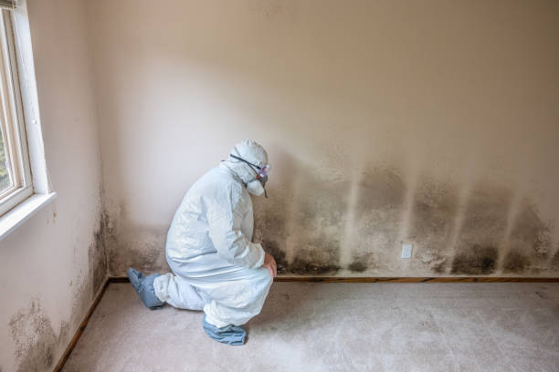 Best Commercial Mold Remediation in Pineville, LA