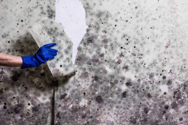 Best Kitchen Mold Remediation in Pineville, LA